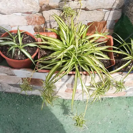 Casa Vida